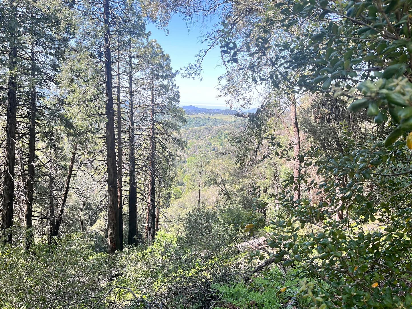 Volcan Mountain Conservation Area