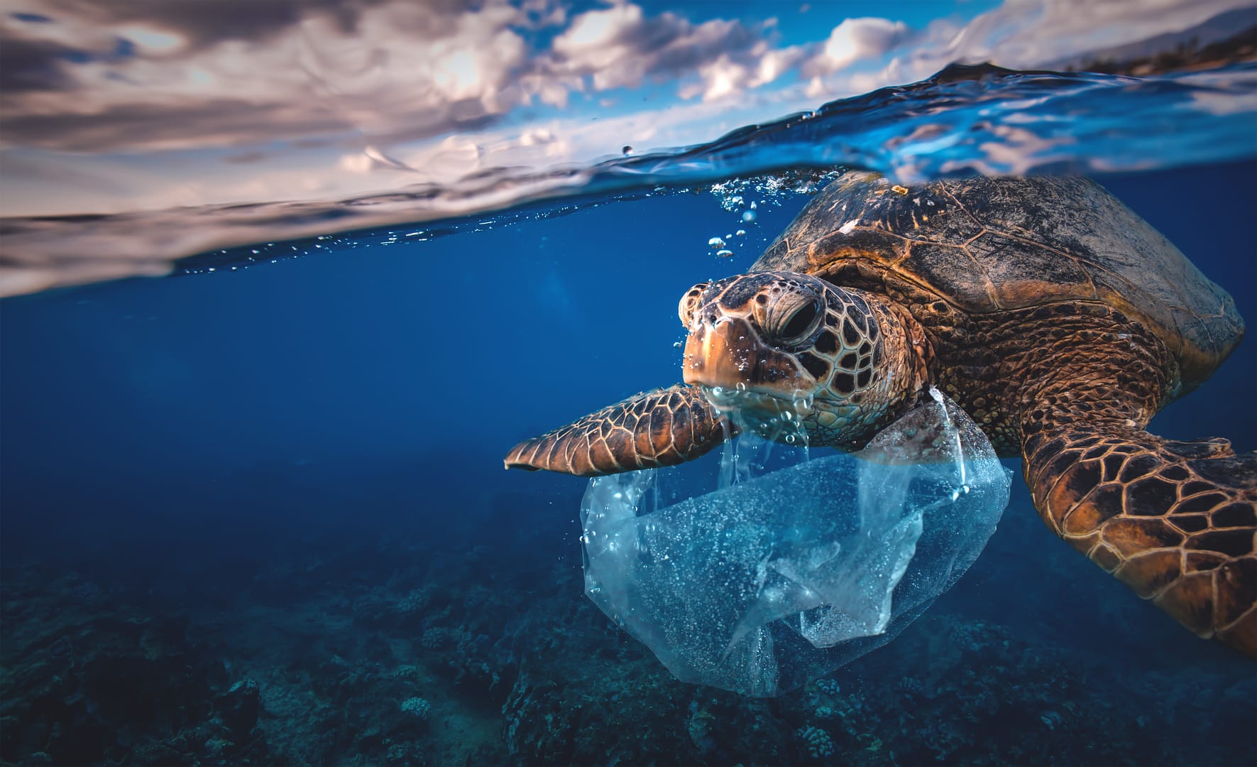 Turtle 4 Ocean