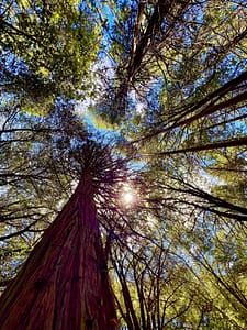 Volcan Tree