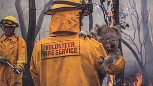 australia fires conserve life