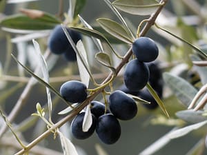 olive branch