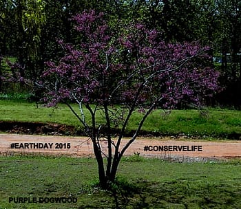 PURPLEDOGWOOD 4/10/2015