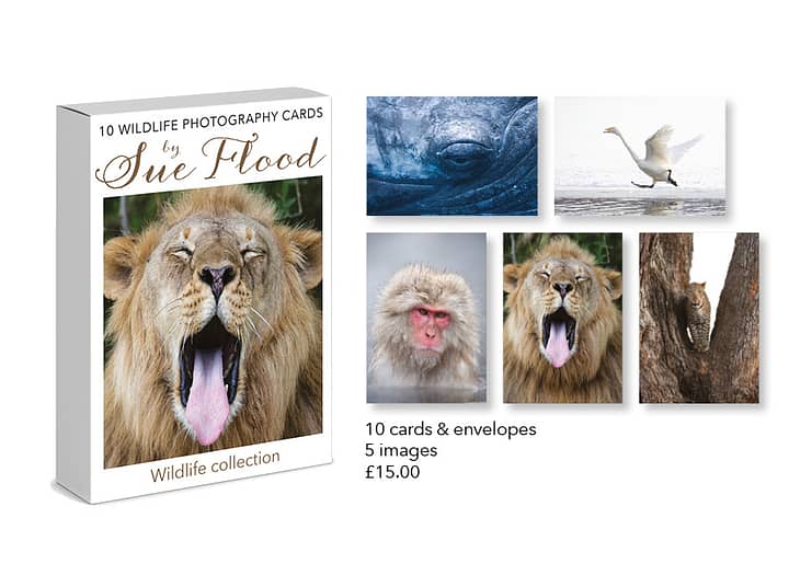 Sue Flood Wildlife Cards