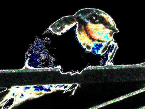 UNADJUSTEDNONRAW_thumb_223d