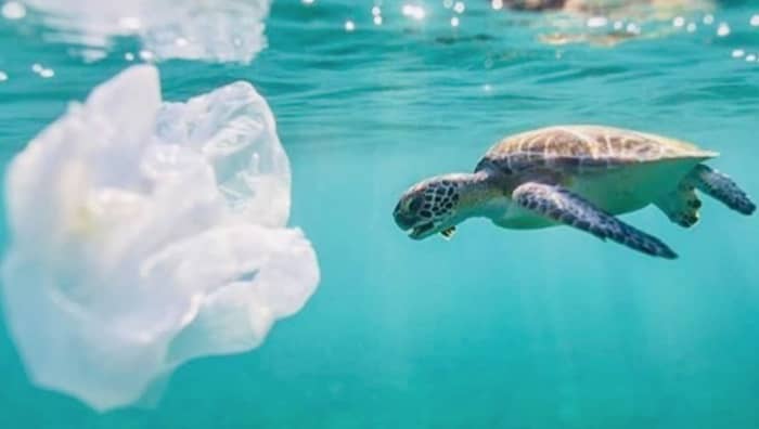 Plastic Oceans UK Turtle
