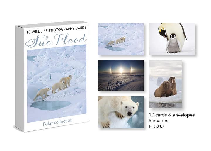 polar cards by sue flood