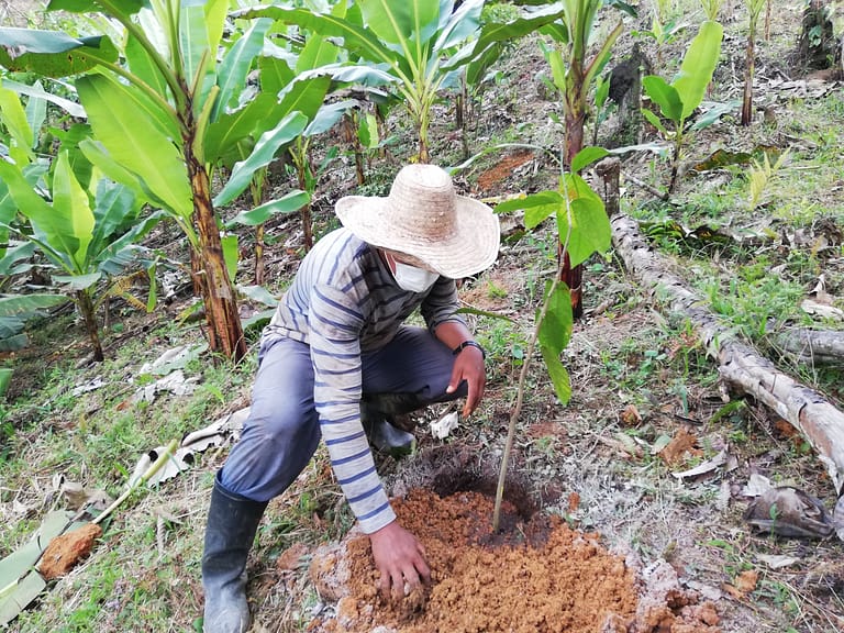 ACT Cacay planting