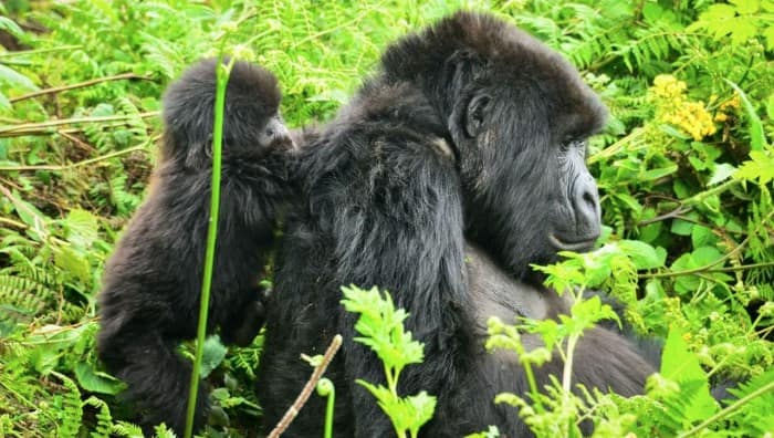 Dian Fossey Gorilla Fund International