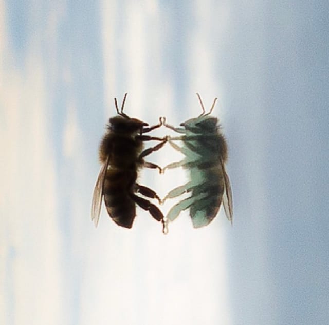 Bee Reflection by Julian Lennon